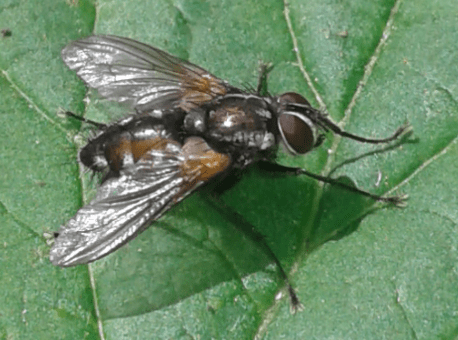 Tachinidae : Thelaira sp.? S, Thelaira cfr. solivaga, maschio